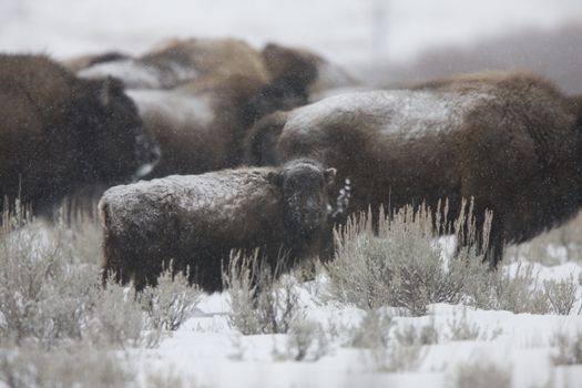Bison Buffalo Wyoming Yellowstone