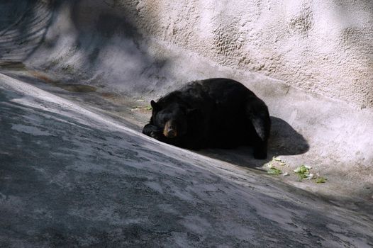 Animal - Black Bear Sleeping