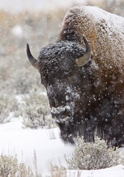 Yellowstone Park Wyoming Winter Snow