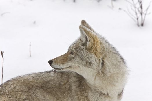 Yellowstone Park Wyoming Winter Snow coyote