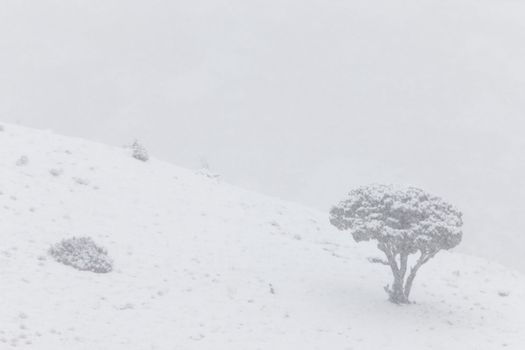 Yellowstone Park Wyoming Winter Snow