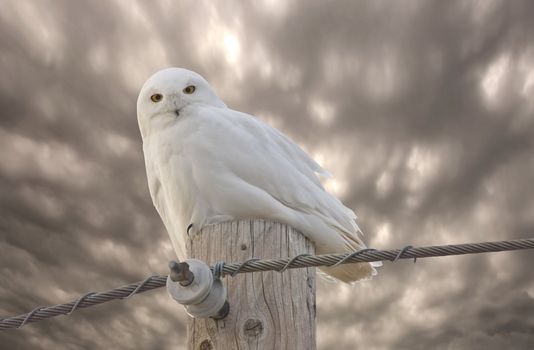 Snowy Owl Saskatchewan Canada