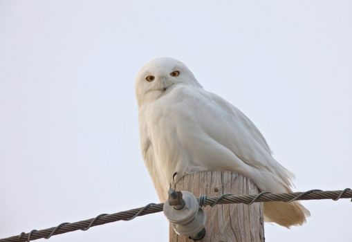 Snowy Owl Saskatchewan Canada