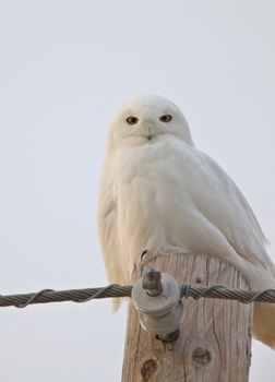 Snowy Owl Saskatchewan Canada