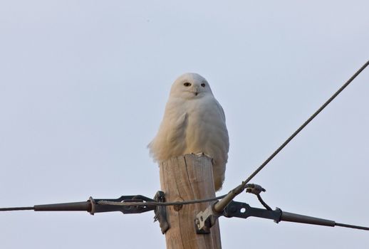 Snowy Owl Saskatchewan Canada