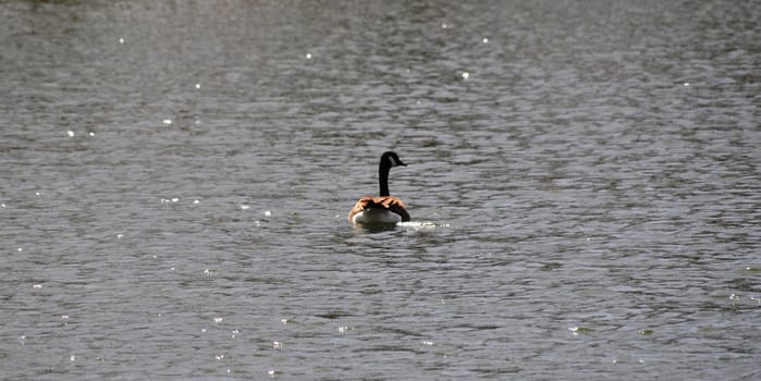 Duck swims away