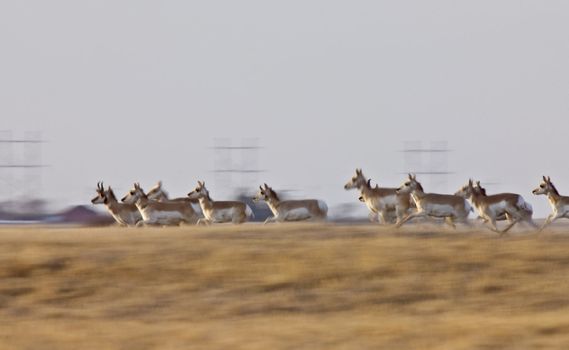 Pronghorn Antelope Saskatchewan Canada
