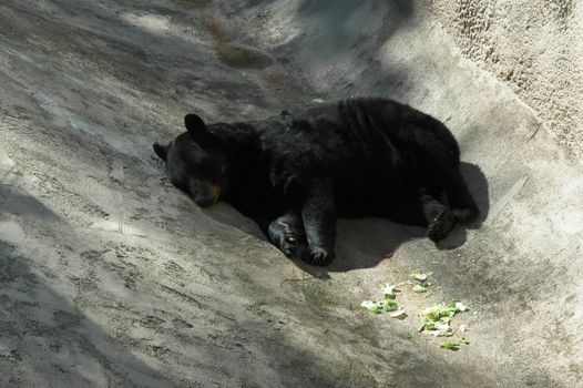 Animal - Black Bear Sleeping
