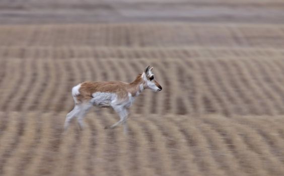 Pronghorn Antelope Saskatchewan Canada