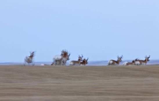 Pronghorn Antelope Saskatchewan Canada