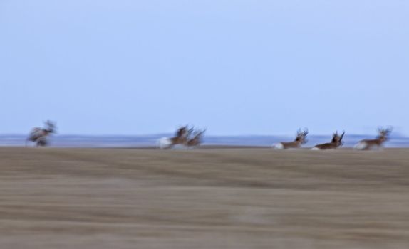 Pronghorn Antelope Saskatchewan Canada