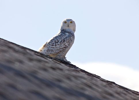 Snowy Owl Saskatchewan Canada