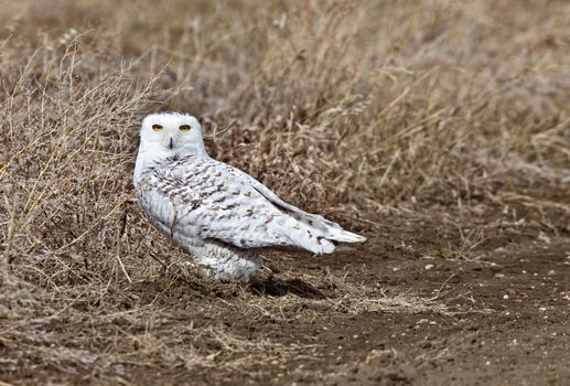 Snowy Owl Saskatchewan Canada