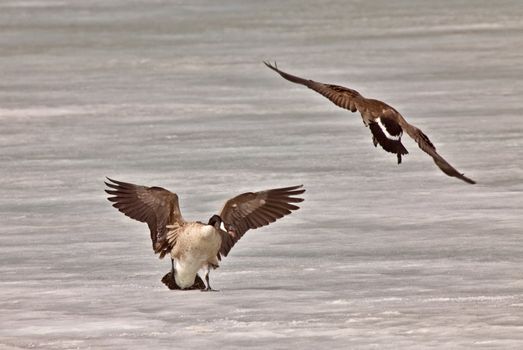 Canada Geese fighting playing on Ice