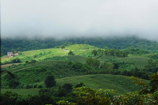green mountain forest