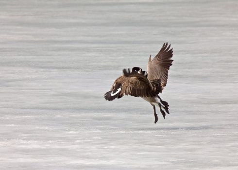 Canada Geese fighting playing on Ice