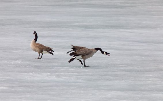 Canada Geese fighting playing on Ice