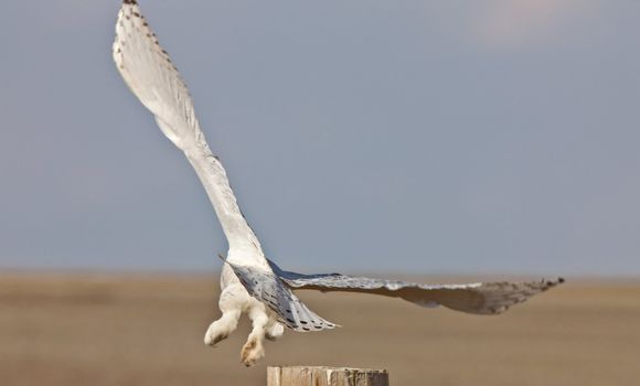 Snowy Owl Saskatchewan Canada in Flight