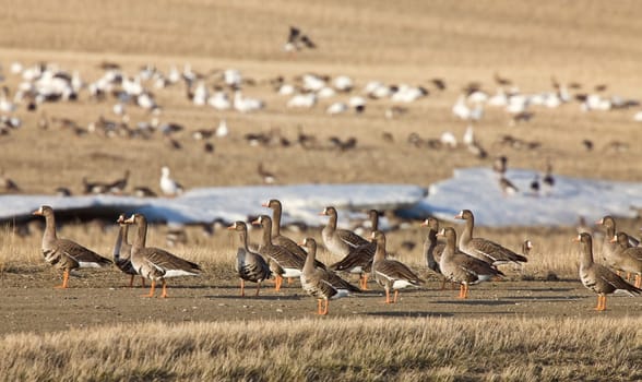 Snow Geese And Whie Fronted Geese Canada