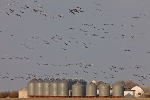 Snow Geese And Whie Fronted Geese Canada in Flight