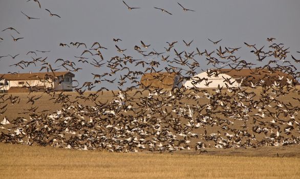 Snow Geese And Whie Fronted Geese Canada in Flight