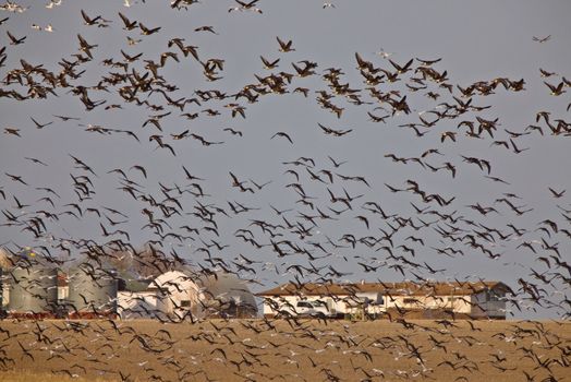 Snow Geese And Whie Fronted Geese Canada in Flight