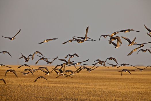 Snow Geese And Whie Fronted Geese Canada in Flight