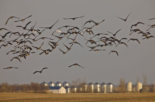 Snow Geese And Whie Fronted Geese Canada in Flight