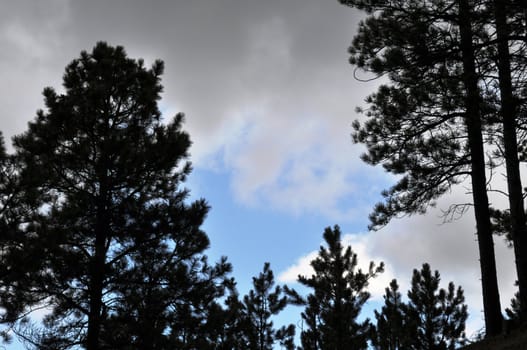 Background trees and sky