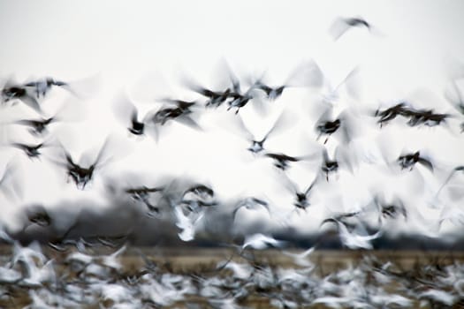 Motion Bluurred Panned  Snow Geese