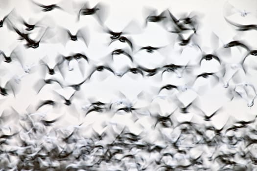 Motion Bluurred Panned  Snow Geese