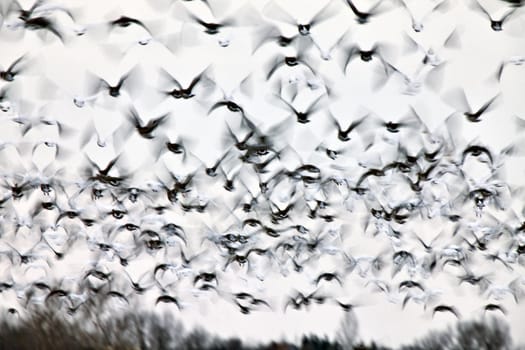 Motion Bluurred Panned  Snow Geese