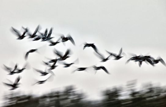 Motion Bluurred Panned  Snow Geese