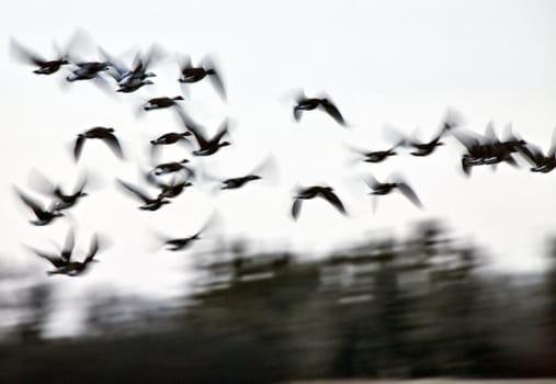 Motion Bluurred Panned  Snow Geese