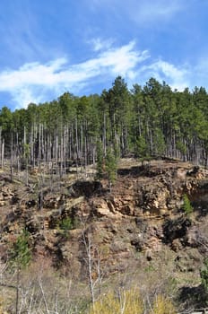 Deadwood Trees on a hill