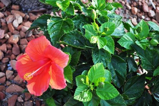 Flower red on rocks