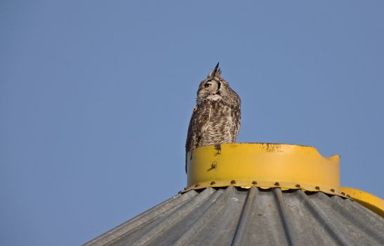 Great Horned Owl on Granary Saskatchewan