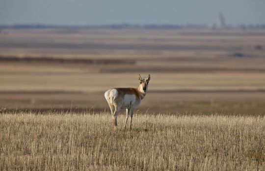 Pronghorn Antelope Prairie Saskatchewan Canada