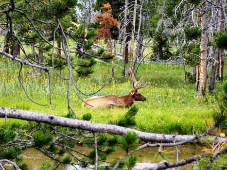 Moose in the woods