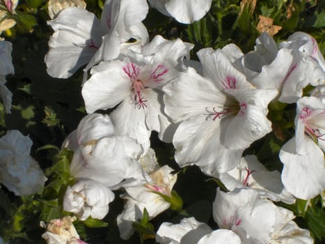 Plant - white flowers