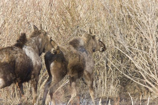 Moose Cow and Calf Saskatchewan Canada