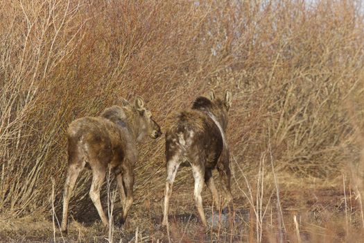 Moose Cow and Calf Saskatchewan Canada