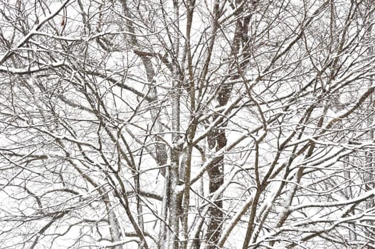 Snowstorm Trees