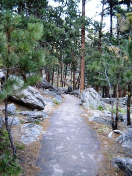 Trail in the woods