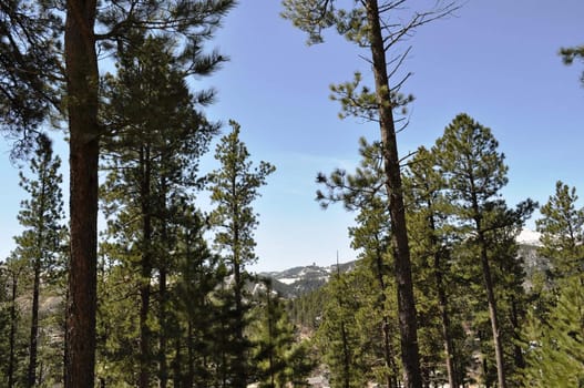 trees and mountains