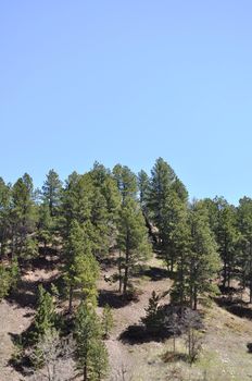 Trees and sky