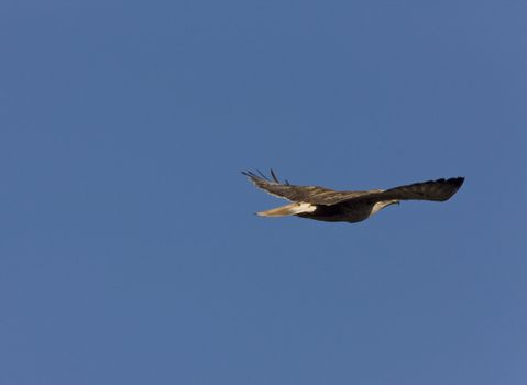 Red Tailed Hawk in Flight