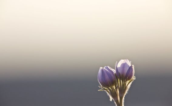 Spring Time Crocus Flower