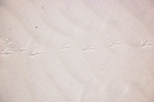White Sands Animal Tracks