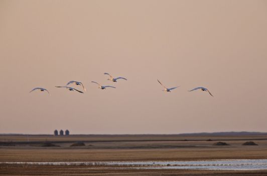 Swans in Flight over the Prairies Canada